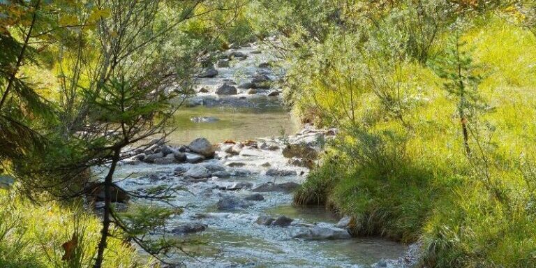 Photo Bandes riveraines FB