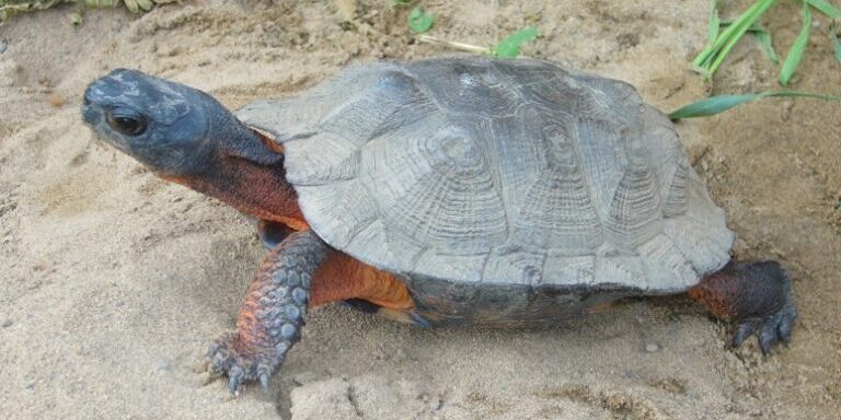 Tortue des bois