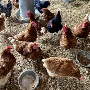 Adoption of Regulation RM 410 concerning animal control: the council  withdraws for the moment section 5 concerning hens and henhouses - Town of  Sutton