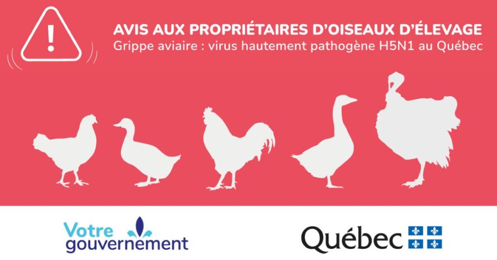 Visuel-Grippe-aviaire. jpg