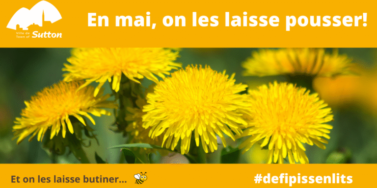Defi-pissenlit-2024-FR